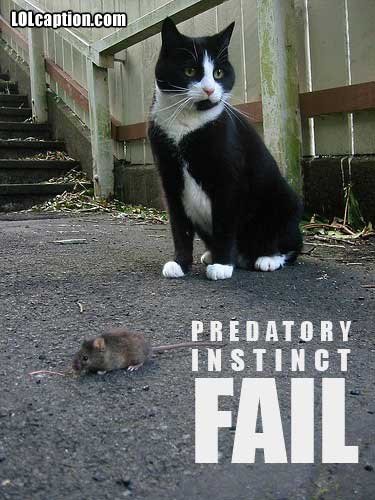 funny-pictures-cat-mouse-fail.jpg