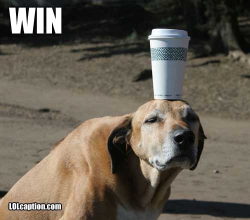 funny dog. funny-dog-pics-dog-coffee-