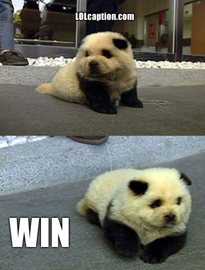 animal pictures funny. Funny animal pics: Panda Dog