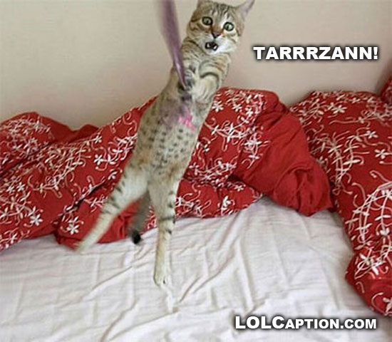 funny cats pictures with captions. Posted in Funny Cat Pictures