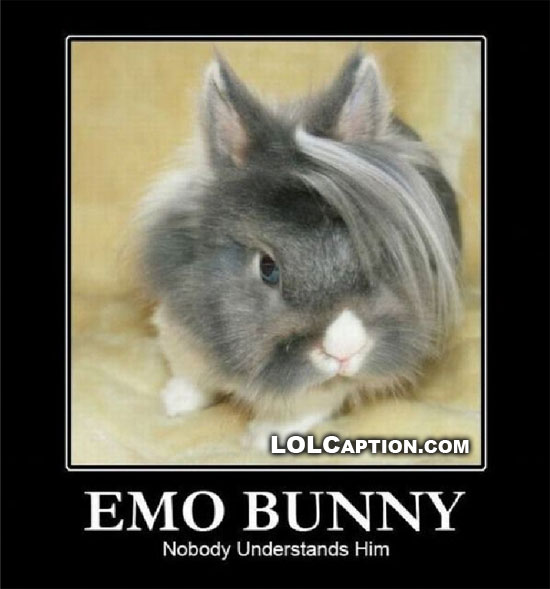 emo-bunny-demotivational-poster-lolcaption