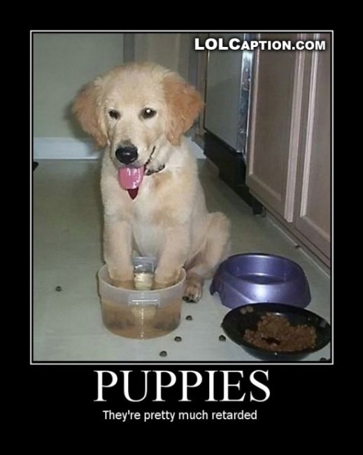 Puppies-are-retarded-lolcaption-funny-demotivational-posters